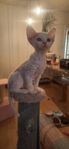 Gazelle Devon Rex 