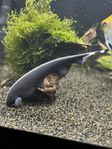 Mycket fin Black Ghost akvariefisk