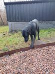 Blandras hund labrador