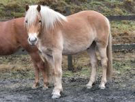 Walentino,  Haflinger 3 år