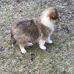 Shetland sheepdog hanvalp