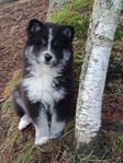 Finsk Lapphunds valp