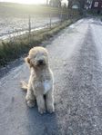 Goldendoodle