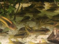 Corydoras gold laser 