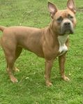 american bully tik