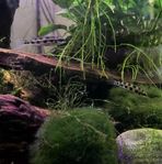 Fiskar till ”nano” akvarium 