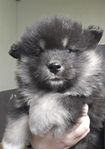 Finsk Lapphund hane