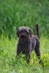 Liten Labradoddle kille