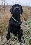 Labrador retriever, hane 5 mån, halvfoder