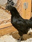 Ayam Cemani tupp