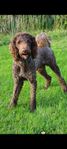 Stor brun labradoodle redo för avel 