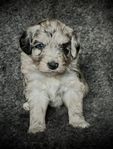 Mini Aussiedoodle valpar letar nya hem