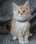 Maine coon rödsilver hane