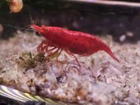 Neocaridina Bloody Mary OE räkor