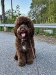 Labradoodle - Avelshane