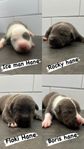 American bully xl