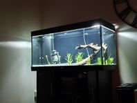 Juwel Rio 350L akvarium inkl. möbel.