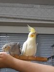 Cockatiels