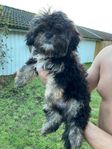 Shih tzu blandras valpar 