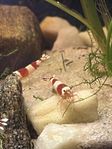 neocaridina räkor crystal red