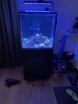 Saltvatten akvarium 200 liter