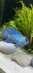 Electric Blue Acara 