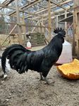 Ayam cemani tupp