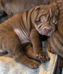 Chokladbruna Shar pei valpar