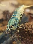 caridina räkor