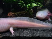 3st Axolotl 