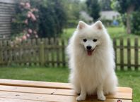 Hund  omplacering, Japansk spitz