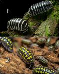 Isopods (kan skickas)