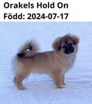 Tibetansk spaniel hanvalp