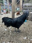 Ayam cemani