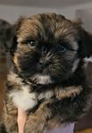 shih-tzu mix 