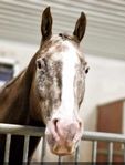 Fodervärd sökes till Appaloosa valack