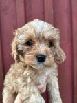 Cavapoo valpar