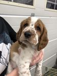 Welsh Springer Spaniel valp