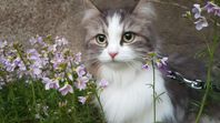 Siberian cat Coconut looking for loving home