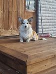 Corgi Pembroke 