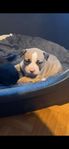 staffordshire terrier /xl bully valpar 