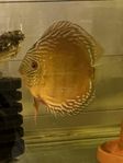 vilda och odlade discus 