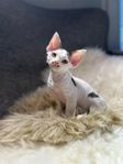 Devon rex kattungar