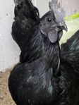 Ayam Cemani tuppar 