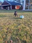 American bully xl valpar