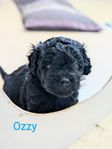 Shih-poo en valp/Ozzy kvar