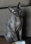 Devon rex