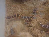 leopardgeckoungar och ögonfransgecko ungar