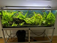 Akvarium 310 liter