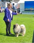 keeshond